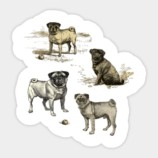 PUG DOGS Sticker